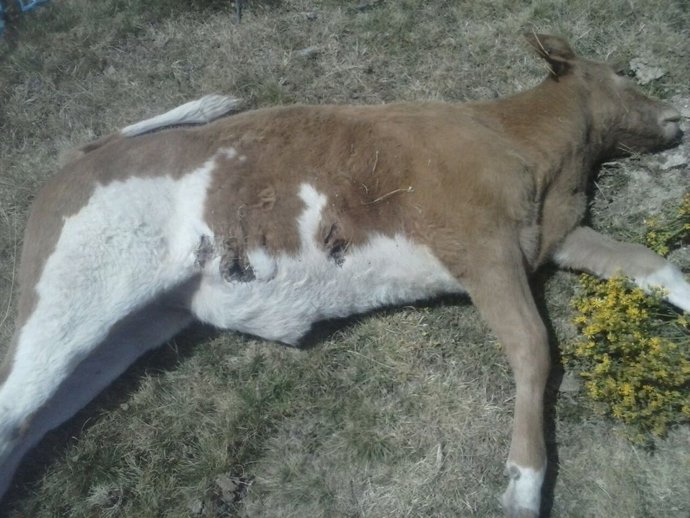 Imagen del animal atacado por un lobo en Menganuñoz (Ávila)