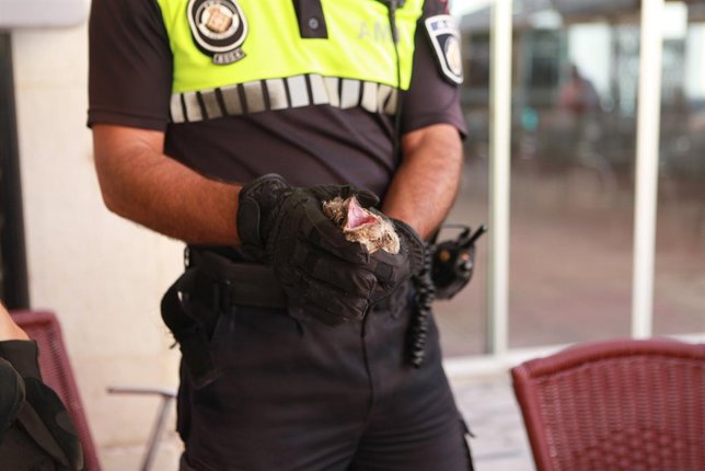Chotacabra europeo localizado en Castellón