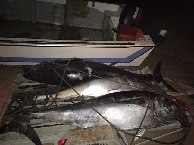 Atunes rojos pescados de manera ilícita en Tarifa