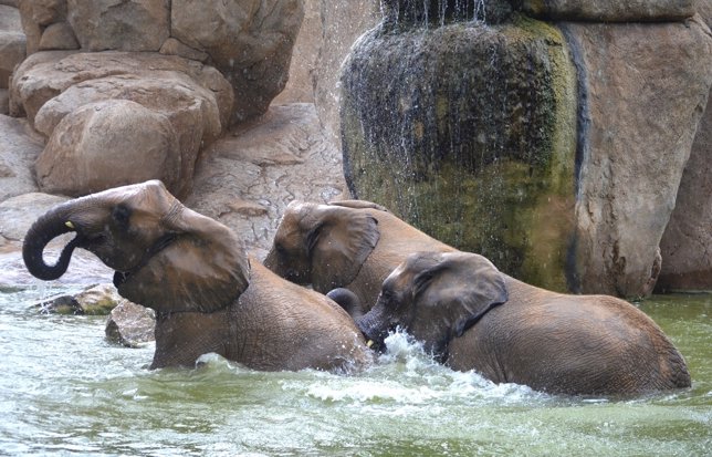 Elefantes del Bioparc bañándose con la lluvia 