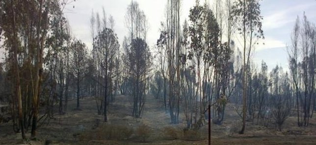 Incendio controlado en el paraje natural de Bollullos de la Mitación