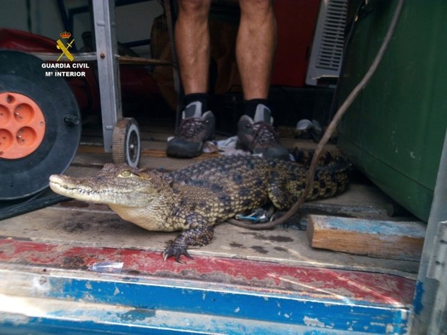 Intervención Pájaros Y Un Cocodrilo
