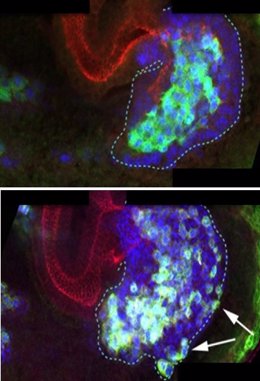 E-Cad en un embrión de 'Drosophila melanogaster'