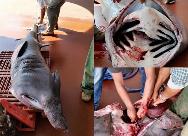 Imputadas seis personas por capturar y vender un tiburón peregrino en Cartagena