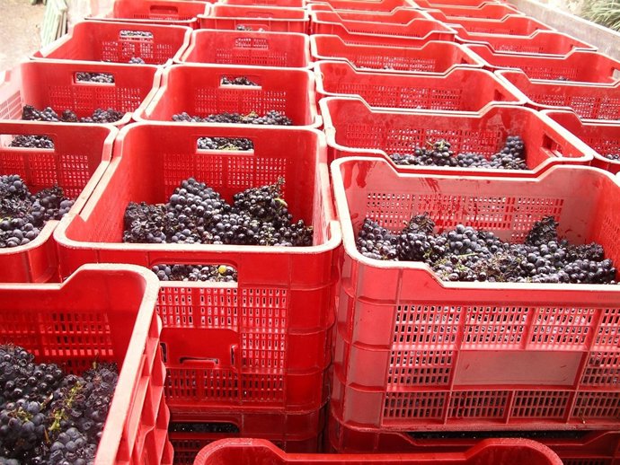 Vendimia en Ycoden Daute Isora