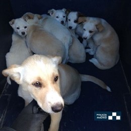 Cachorros de perro abandonados