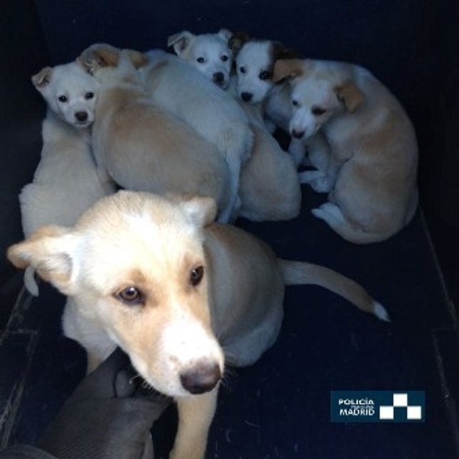 Cachorros de perro abandonados