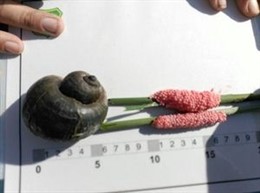 Ejemplar de caracol manzana