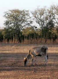 Cuba, en alerta por sequía