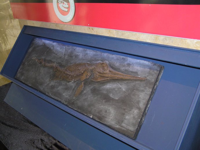 Un reptil marino de 187 millones de años, nueva pieza del MUPE
