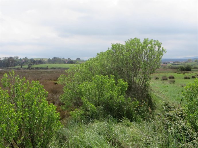 Chilca que ha colonizado el margen de una ría. Vegetación invasora. 