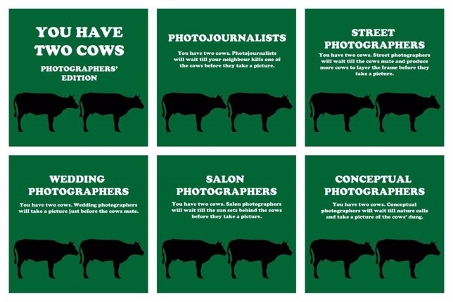 Distintos tipos de fotógrafos explicados con dos vacas