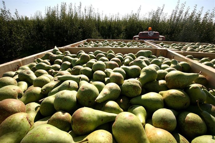 Peras de Rincón de Soto