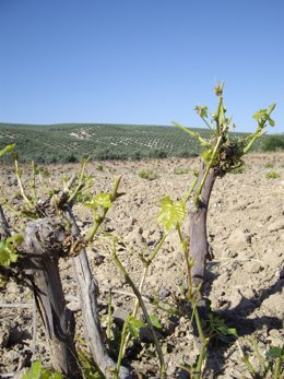 Daños Por Plaga De Conejos En La Campiña