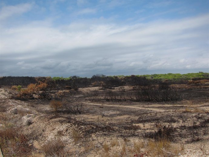 Zona afectada por el incendio en El Saler (Valencia).