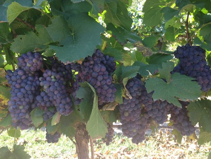 Primeras uvas de la bodega Viñas del Vero 