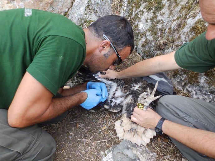 Anillamiento de pollos de alimoche Andalucía