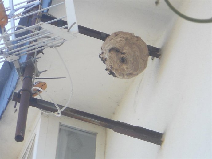 Nido avispas asiáticas Culleredo