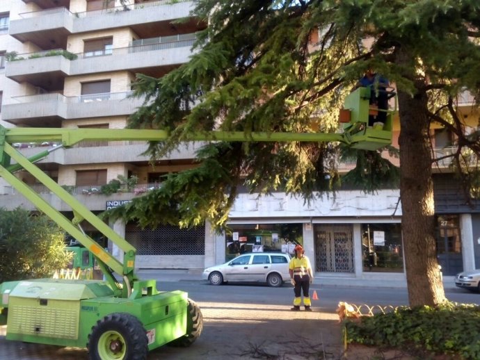 Poda de árboles en el Paseo Ramón y Cajal de Huesca