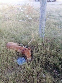 El perro Naif en el momento de ser encontrado atado y apuñalado