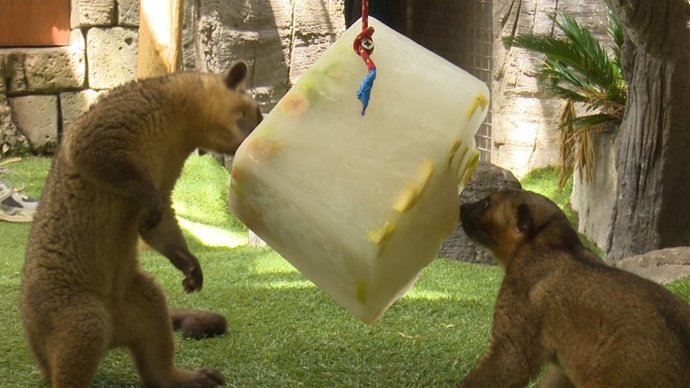 Helados para los animales en Mundomar