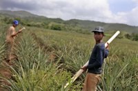 Rescatan a 63 menores que eran explotados en un campo agrícola del norte de México