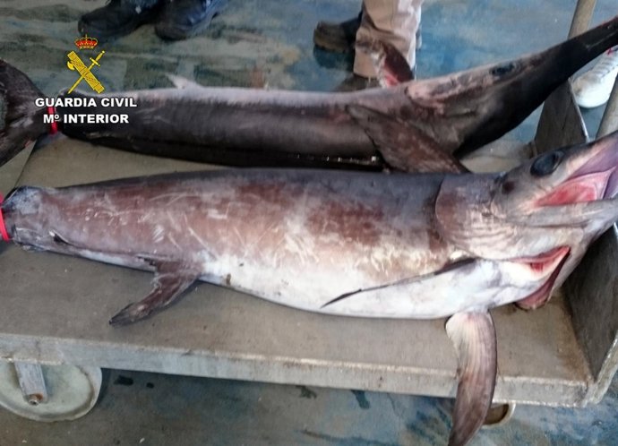 Guardia Civil sorprende a un pescador con dos peces espada 