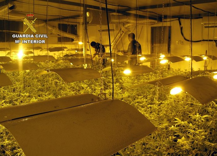 Guardia Civil detiene a dos personas con medio millar de plantas de marihuana 