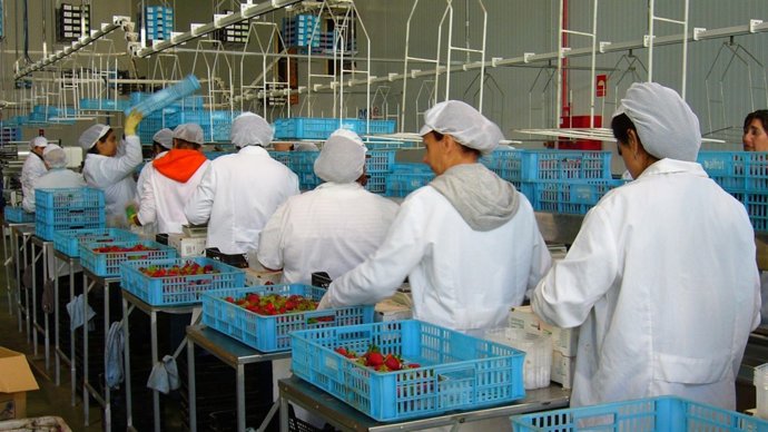 Mujeres trabajando en fábrica de fresas