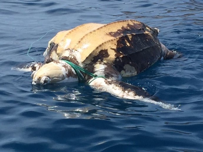 Tortuga laúd muerta