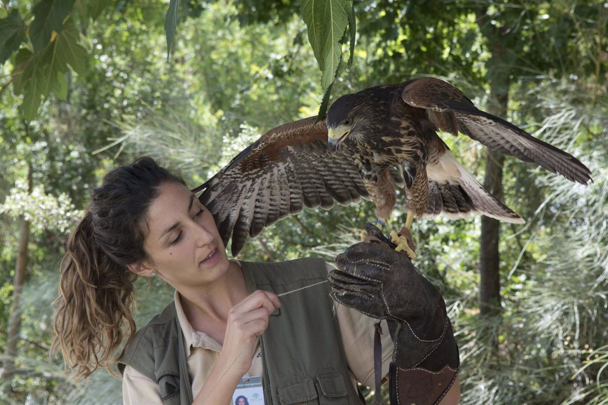 Un 'águila Harris' y un halcón lanario se incorporan a la zona de rapaces  del Parque de las Ciencias