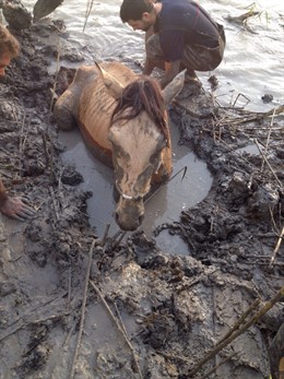 Rescate de un caballo en Sevilla