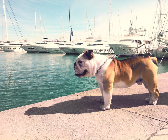 Perro en un puerto