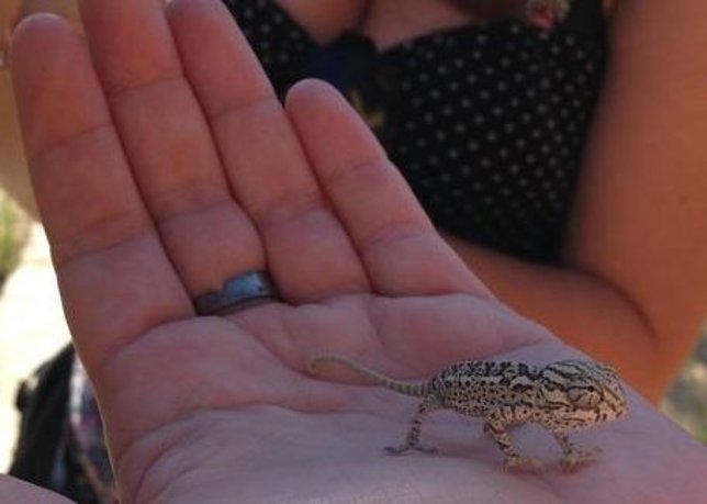 Camaleón nacido en el Centro de Control de la Biodiversidad Ayuntamiento Málaga