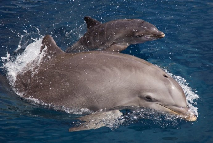 La madre Elly con su cría 