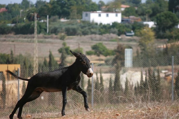 El burro Capitán, una vez recuperado