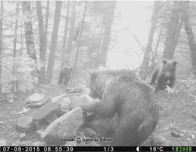 La osa Hvala con sus dos cachorros