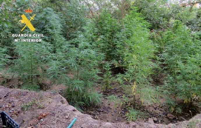 Plantación de marihuana en La Buerba (Burgos)