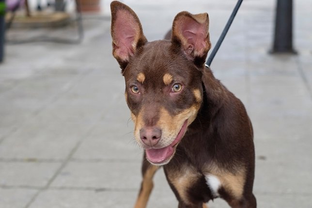 Adopción de perros, Ayuntamiento de Málaga.