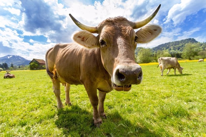 Las vacas contienen menos estafilococos resistentes que los humanos