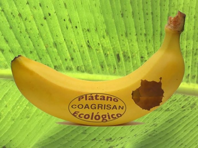 Representación de plátano ecológico de la empresa Coagrisan