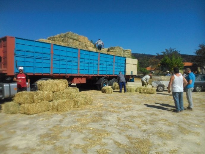 Entrega de pacas de heno para los ganaderos de la Sierra de Gata (Cáceres)
