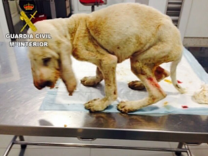 Perro intervenido por el Seprona de la Guardia Civil.