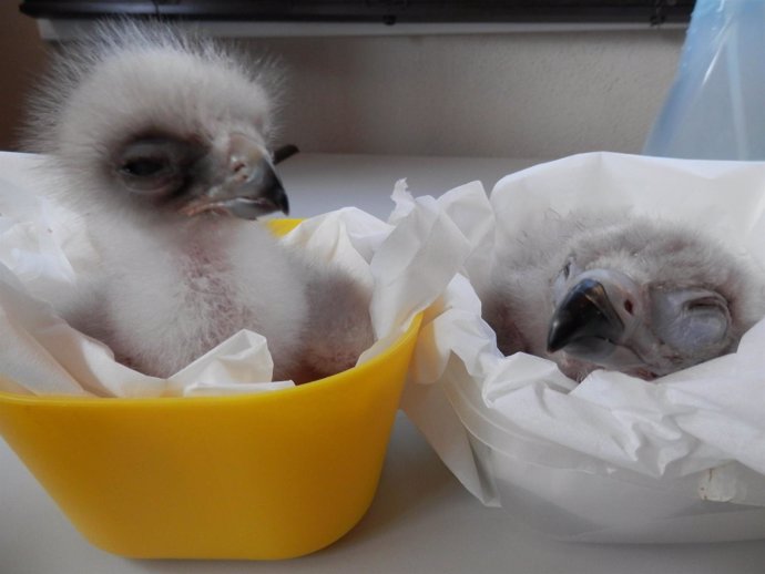 Pollos recién nacidos en GREFA de águila real (izquierda) y buitre negro   