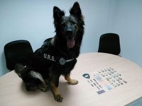 La Policía Local de Sant Josep (Ibiza) confisca más de 800 dosis de drogas este verano