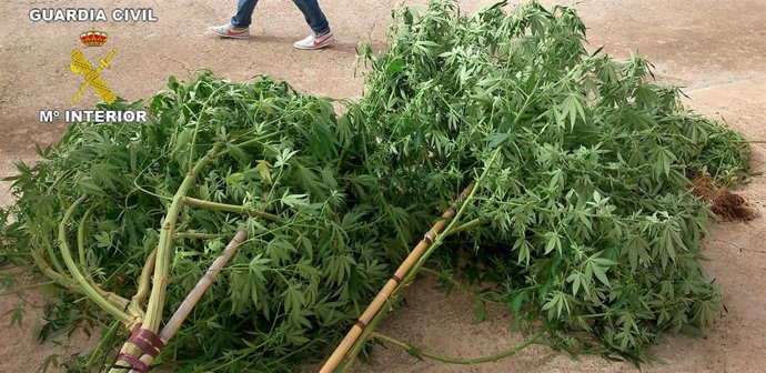 PLANTACIÓN DE MARIHUANA