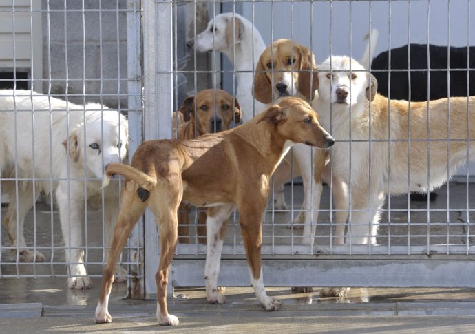 Perros en el Centro de Protección Animal de la DPH