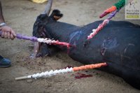 PACMA pide a Cifuentes que modifique la Ley de Protección Animal para prohibir las becerradas de Zarzalejo