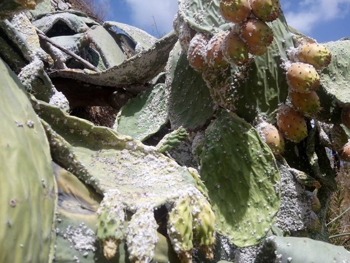 Chumbera afectada por la cochinilla del carmín