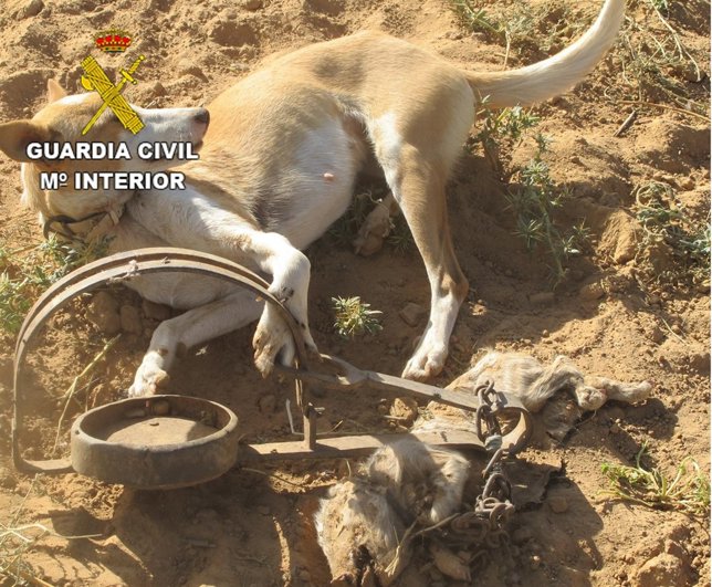Perro atrapado en un cepo en una finca de Zamora